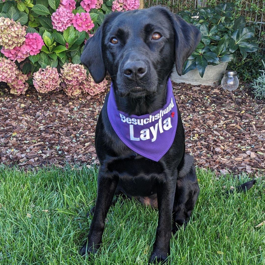 Portraitfoto vom Besuchshund Layla